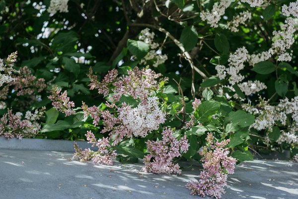 Le potentiel des anciennes fermes à rénover